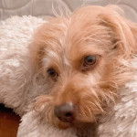 Un Tzu Basset de pelage kaki posant la t&ecirc;te sur une peluche et semble apaiser