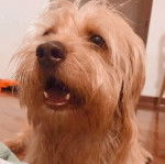 Un Tzu Basset de pelage kaki assis devant une peluche en ouvrant la gueule et semble joueur