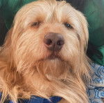 Un Tzu Basset de pelage marron assis en regardant la cam&eacute;ra et porte une laisse bleu au cou