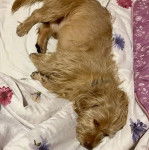 Photo montrant un Tzu Basset de pelage kaki allong&eacute; et qui semble endormi