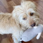 Un Tzu Basset de pelage blanc debout sur un sol en bois et tiens une peluche dans la gueule 