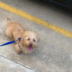 Un Tzu Basset de pelage kaki debout sur un sol en b&eacute;ton en tirant la langue et tenue par une laisse