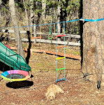 Un Tzu Basset de pelage kaki allong&eacute; sur des feuilles mortes et semble apaiser 