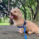Un Tzu Basset de pelage kaki assis au sol en tirant la langue et tenue par une laisse
