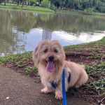 Un Tzu Basset de pelage kaki assis sur des herbes en tirant la langue 