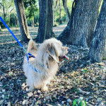 Un Tzu Basset de pelage bicolore debout sur des feuilles mortes en tirant la langue