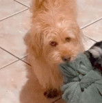 Un Tzu Basset de pelage kaki debout sur un sol carreler et tient une lingerie dans la gueule