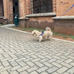 Un Tzu Basset de pelage blanc debout en tirant la langue hors de sa gueule