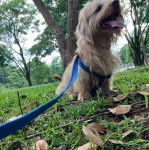 Un Tzu Basset assis sur des herbes en tirant la langue