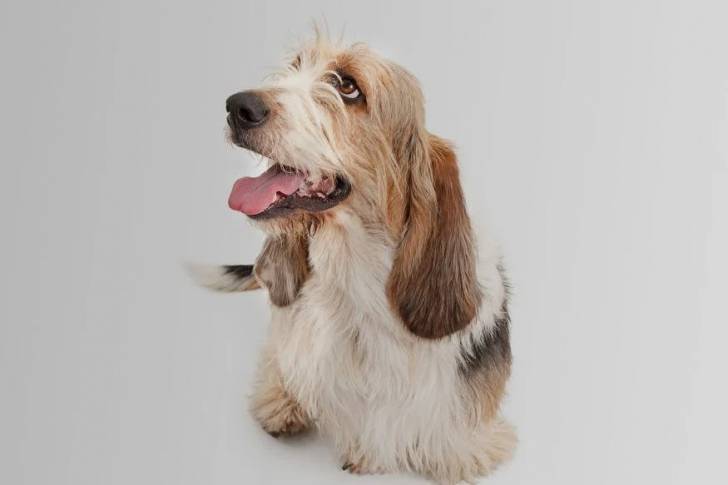 Un tzu basset à poil long avec des marques blanches et brune