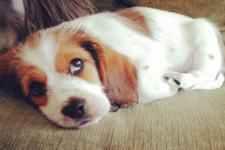 Un Tzu Basset de pelage blanc allongé dans un canapé et semblant détendu