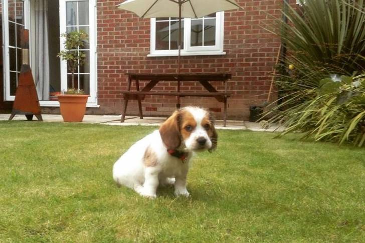 Un Tzu Basset assis sur un espace gazonné et portant un collier autour du cou