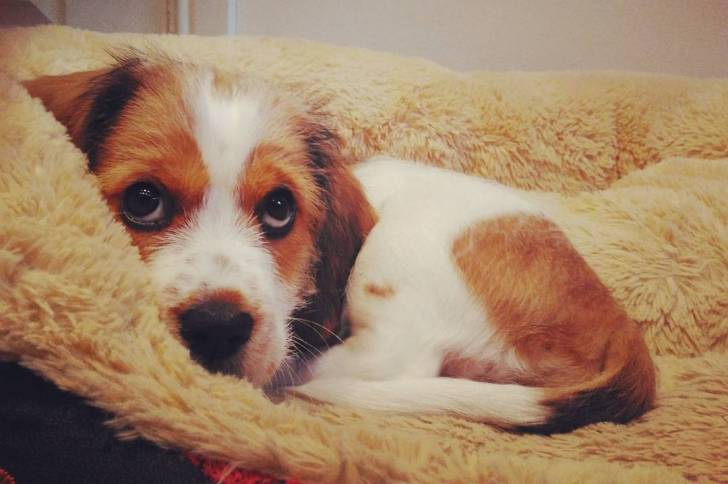 Un Tzu Basset allongé sur une couchette pour chien.