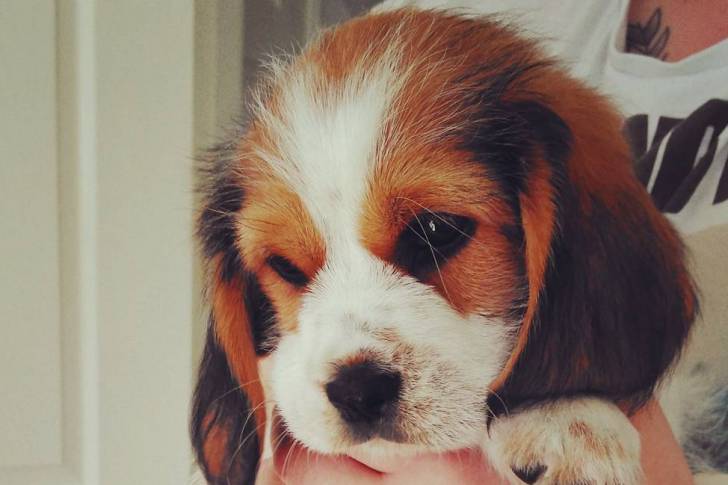 Un Tzu Basset de pelage bicolore, aux oreilles tombantes,tenu par une femme et qui semble triste