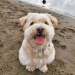 Un Weshi avec une fourrrure blanche sur une plage