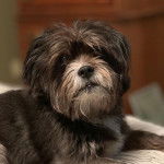 Un Weshi avec une fourrure noire