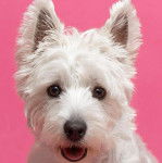 Photo en gros plan montrant Un Weshi-Tzu blanc fixant la cam&eacute;ra et tirant la langue  