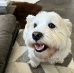 Un Weshi-Tzu de pelage blanc ouvrant la gueule et assis sur un canap&eacute;