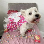 Un Weshi-Tzu debout sur son lit habill&eacute;e en robe autour duquel il y a un noeud  elle semble joyeuse