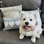 Un Weshi-Tzu assis dans un fauteuil tirant la langue avec un noeud au cou