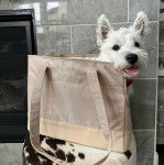 Un Weshi-Tzu blanc noir debout dans un sac tirant la langue et semble amus&eacute;