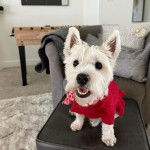 Un Weshi-Tzu de pelage blanc habill&eacute; en rouge tout en &eacute;tant assis sur un canap&eacute; il a l'air joyeux