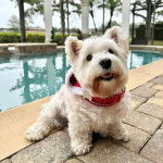 Un Weshi-Tzu de pelage blanc assis sur le bord d'une piscine en regardant la cam&eacute;ra 