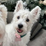 Un Weshi-Tzu de pelage blanc assis sur un canap&eacute; tout en ayant l'air surpris 