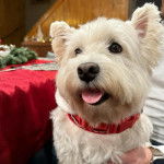 Un Weshi-Tzu de pelage beige portant un collier rouge au cou est assis sur un canap&eacute;