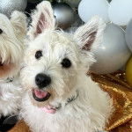 Un Weshi-Tzu de pelage blanc assis devant un arbre de No&euml;l et a l'air joyeux 