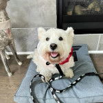 Un Weshi-Tzu de fourrure blanche assis sur un lit et portant une laisse noire et blanche au cou 