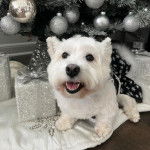 Un Weshi-Tzu de pelage blanc allong&eacute; tout en tirant la langue hors de la gueule il para&icirc;t heureux