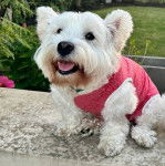 Une femelle Weshi-Tzu de pelage blanc et habill&eacute; en rose assise sur un mur en b&eacute;ton 