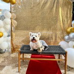 Un Weshi-Tzu de pelage brun assis sur une petite table tout en regardant vers la cam&eacute;ra 