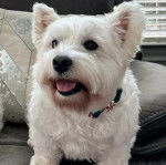 Un Weshi-Tzu de fourrure blanche debout sur un canap&eacute; et porte un collier noir au cou 