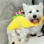 Un Weshi-Tzu de pelage blanc assis sur tabouret et portant une &eacute;chappe jaune 