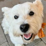 Photo montrant un Weshi-Tzu de pelage blanc portant une &eacute;charpe orange &agrave; carreaux