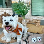 Un Weshi-Tzu de fourrure blanche assis sur une table tout en tirant la langue hors de sa gueule