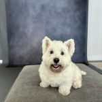 Un Weshi-Tzu de pelage marron et blanc assis sur un coussin en tirant la langue hors de sa gueule