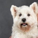 Photo en gros plan d'un Weshi-Tzu sortant l&eacute;g&egrave;rement la langue hors de sa gueule il a l'air joyeux