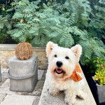 Un Weshi-Tzu de fourrure blanche assis sur un mur en b&eacute;ton tout en regardant la cam&eacute;ra