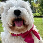 Photo montrant une femelle Weshi-Tzu de pelage blanc portant un noeud rose au cou