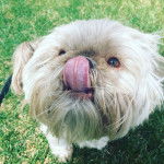 Photo montrant un Weshi-Tzu de pelage blanc debout sur une surface herbac&eacute;e en l&eacute;chant son museau 
