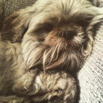 Photo montrant un Weshi-Tzu de pelage marron qui semble allong&eacute; et regarde vers la cam&eacute;ra 