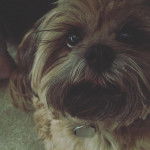 Photo en gros plan d'un Weshi-Tzu de pelage kaki et noir assis portant un collier et regarde la cam&eacute;ra d'un air joueur 