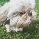 Photo montrant un Weshi-Tzu de pelage blanc marron debout sur une surface herbac&eacute;e il &agrave; l'air pensif