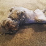 Photo montrant un Weshi-Tzu de pelage marron allong&eacute; sur le dos il a l'air joueur 