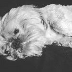 Un Weshi-Tzu de pelage blanc allong&eacute; sur le c&ocirc;t&eacute; en regardant vers la cam&eacute;ra