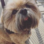 Un Weshi-Tzu de pelage marron et blanc assis en regardant la cam&eacute;ra d'un air joueur