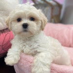 Un Zuchon blanc au pelage duveteux